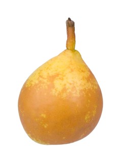 Pear variety Goldschwaenzchen
