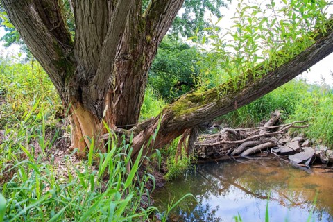 Tree with feeding marks directly at the beaver dam in sunshine