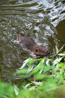 European beaver