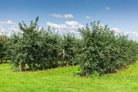 Apple orchard