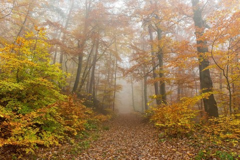 Beech