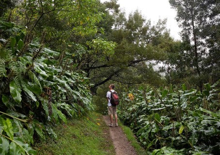 Hikers on the way to the Salto do Prego waterfall past the large-leaved perennials of the butterfly ginger