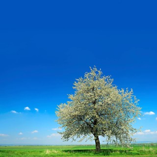 Green fields in spring
