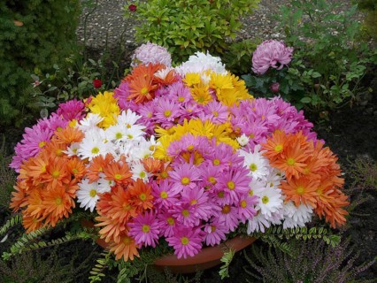 Aster arrangement in autumn