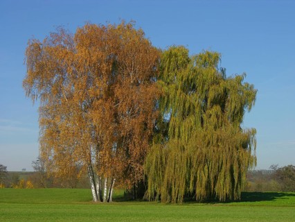 Birch and willow