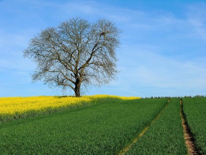 Bald walnut tree