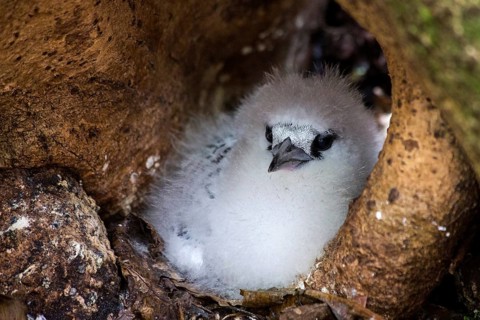 White-tailed tropicbird