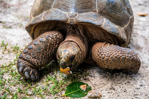 Aldabra giant tortoise