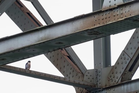 Peregrine falcon