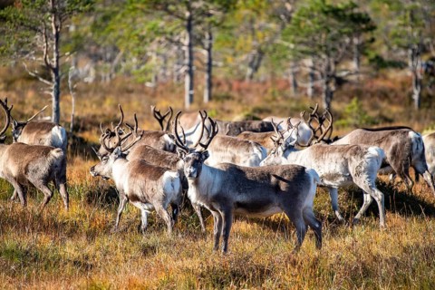 Reindeer