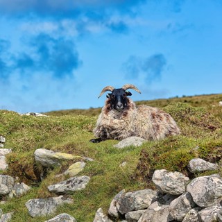Domestic sheep