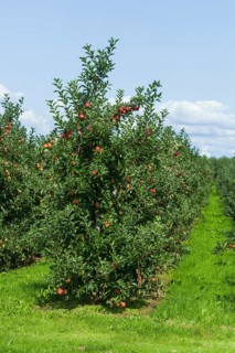 Apple orchard