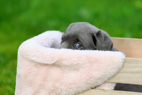 Labrador domestic dog