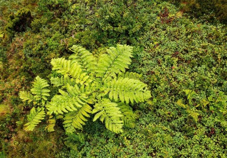 Lush vegetation with tree fern