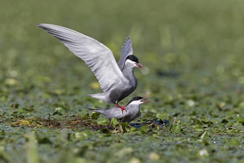 Whiskered Tern