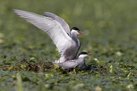 Whiskered Tern