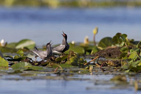 Black Tern