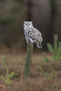 Great-Horned Owl