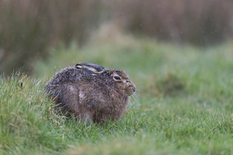 European Hare