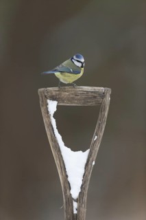 Blue Tit