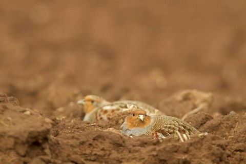 Grey Partridge