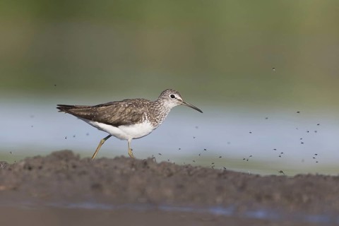 Green Sandpiper