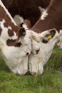 Domestic Cattle