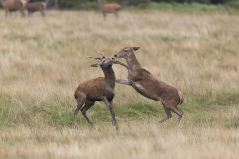 Red Deer