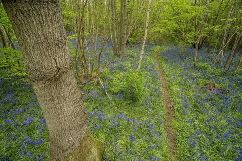 Common Bluebell