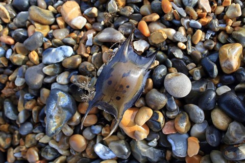 Thornback Ray