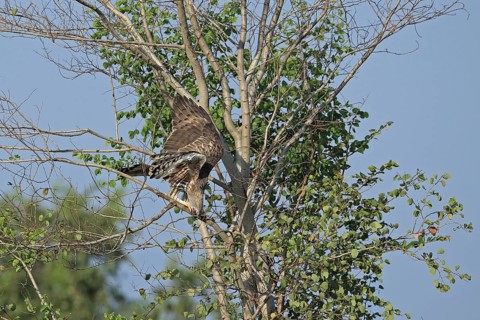 Changeable Hawk-eagle