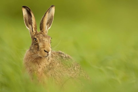 European Hare
