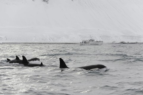 North Atlantic Killer Whale