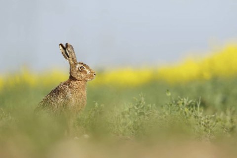 European Hare
