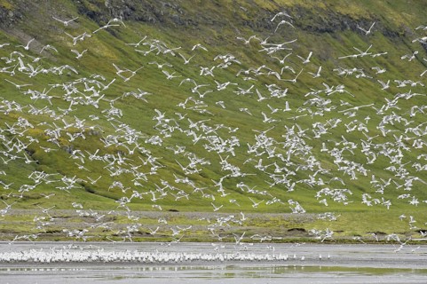 Kittiwakes