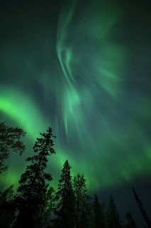 Aurora Borealis and stars over coniferous forest