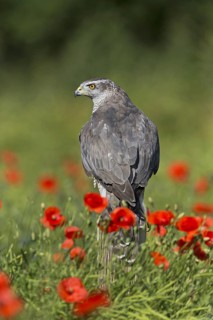 Northern Goshawk