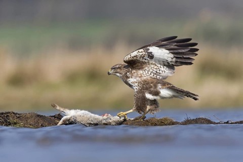 Common Buzzard