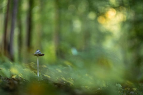 Magpie Fungus