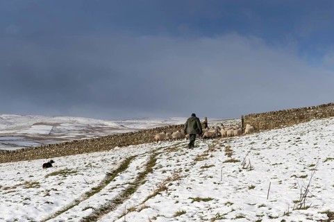 Shepherd taking sheep through a gate