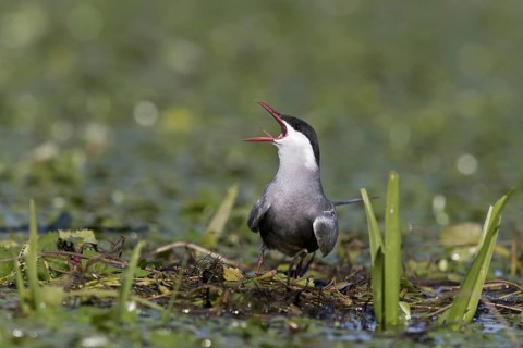 Whiskered Tern