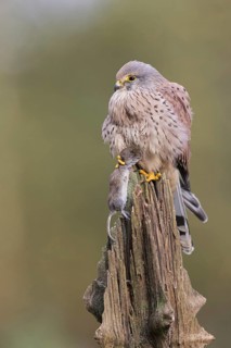 Common Kestrel