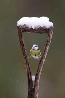 Blue Tit