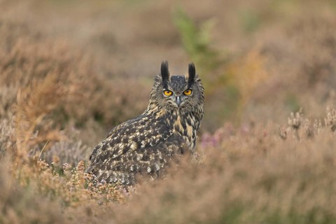 Eurasian Eagle Owl