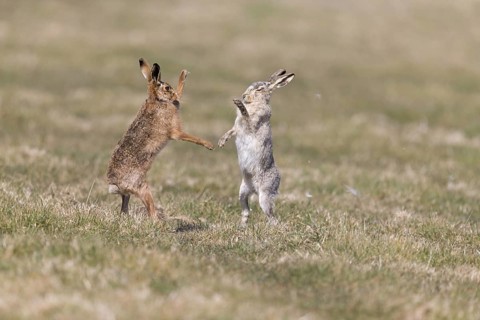 European Hare