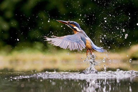 Common Kingfisher