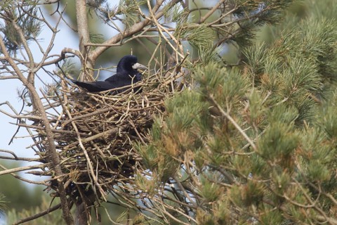 Rook