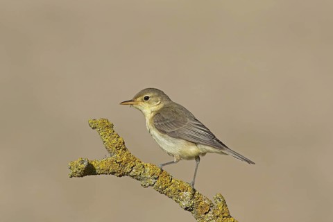 Melodious Warbler