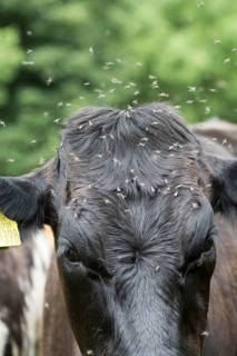 Domestic Cattle