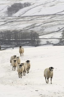 Domestic Sheep